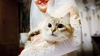 Handy Map Demonstrates Where You Can Marry Your Cat But Not Your Girlfriend
